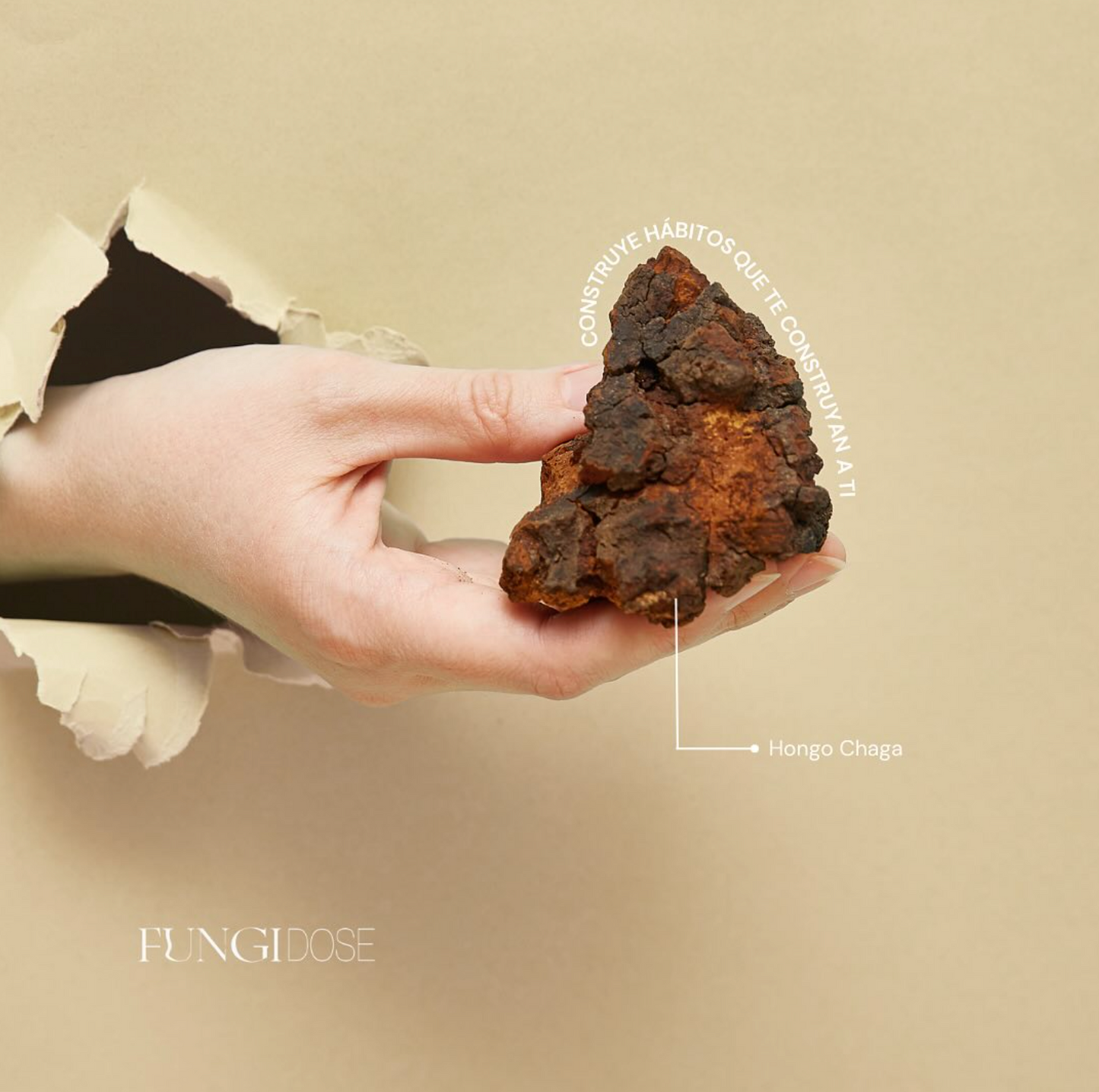 CHAGA INOTUS OBLIQUUS