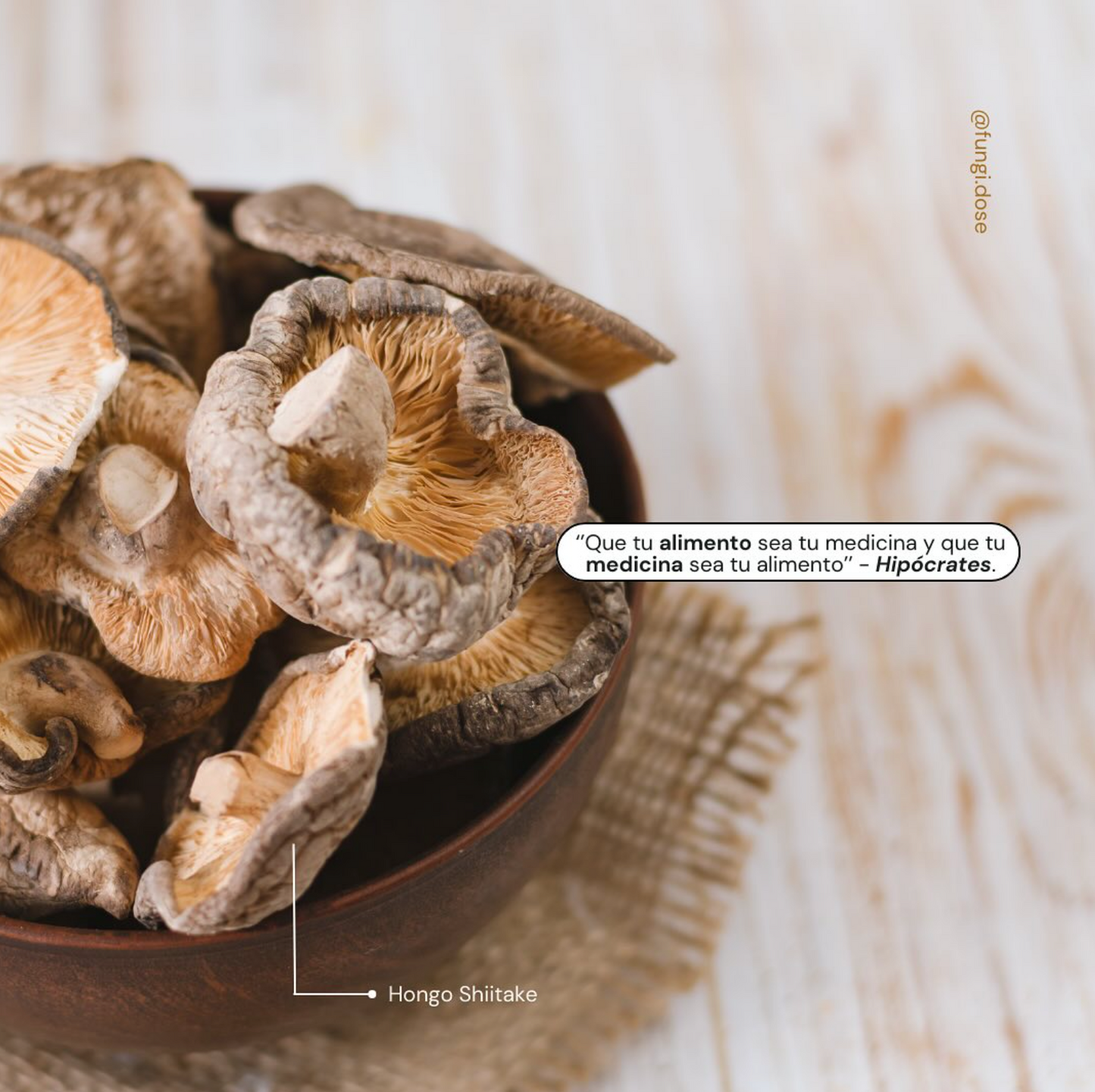 SHIITAKE LENTINULA EDODES