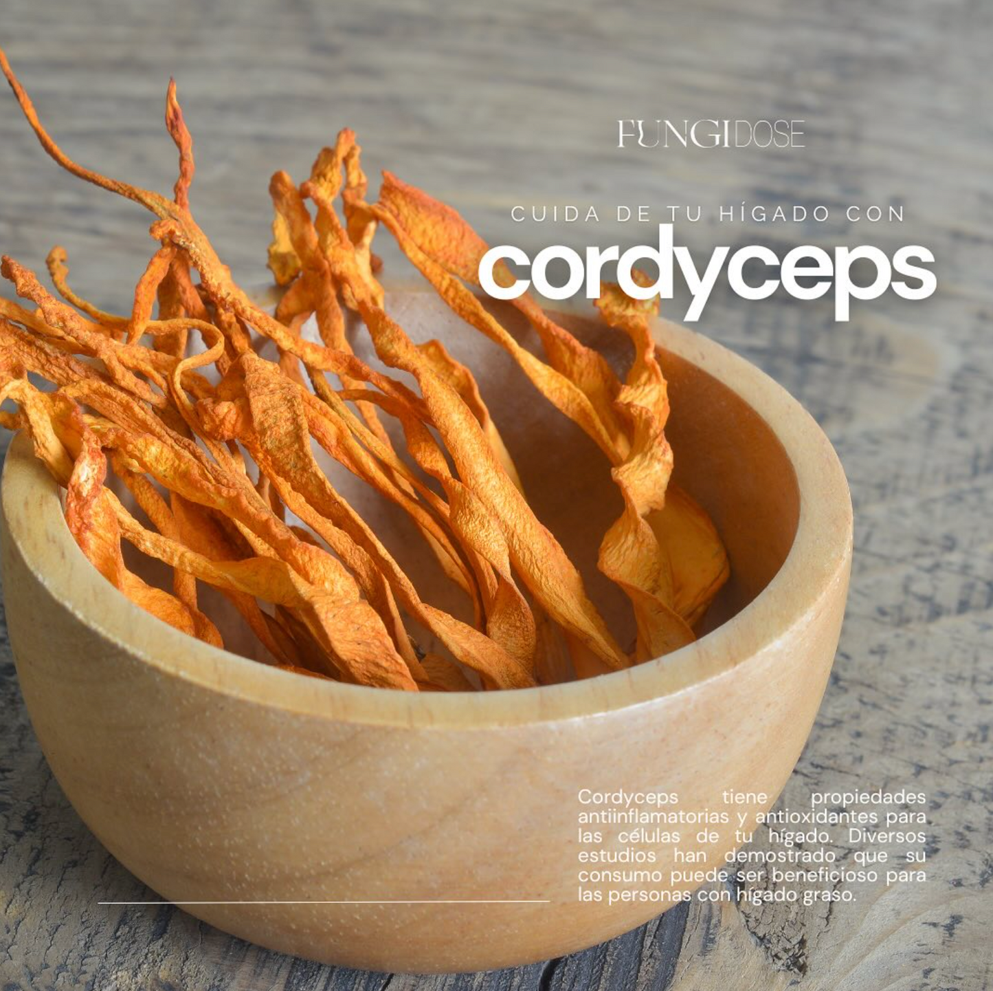 CORDYCEPS CORDYCEPS MILITARIS