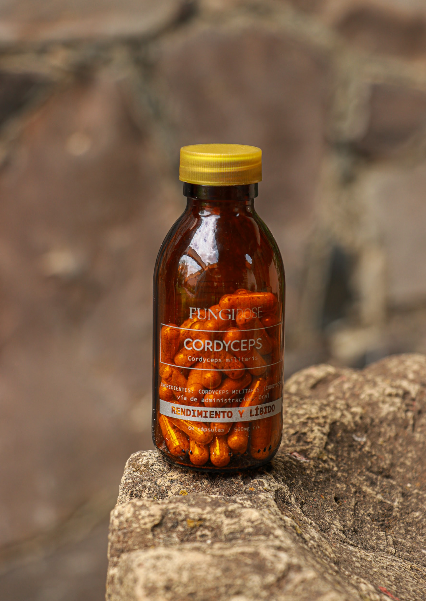 CORDYCEPS CORDYCEPS MILITARIS