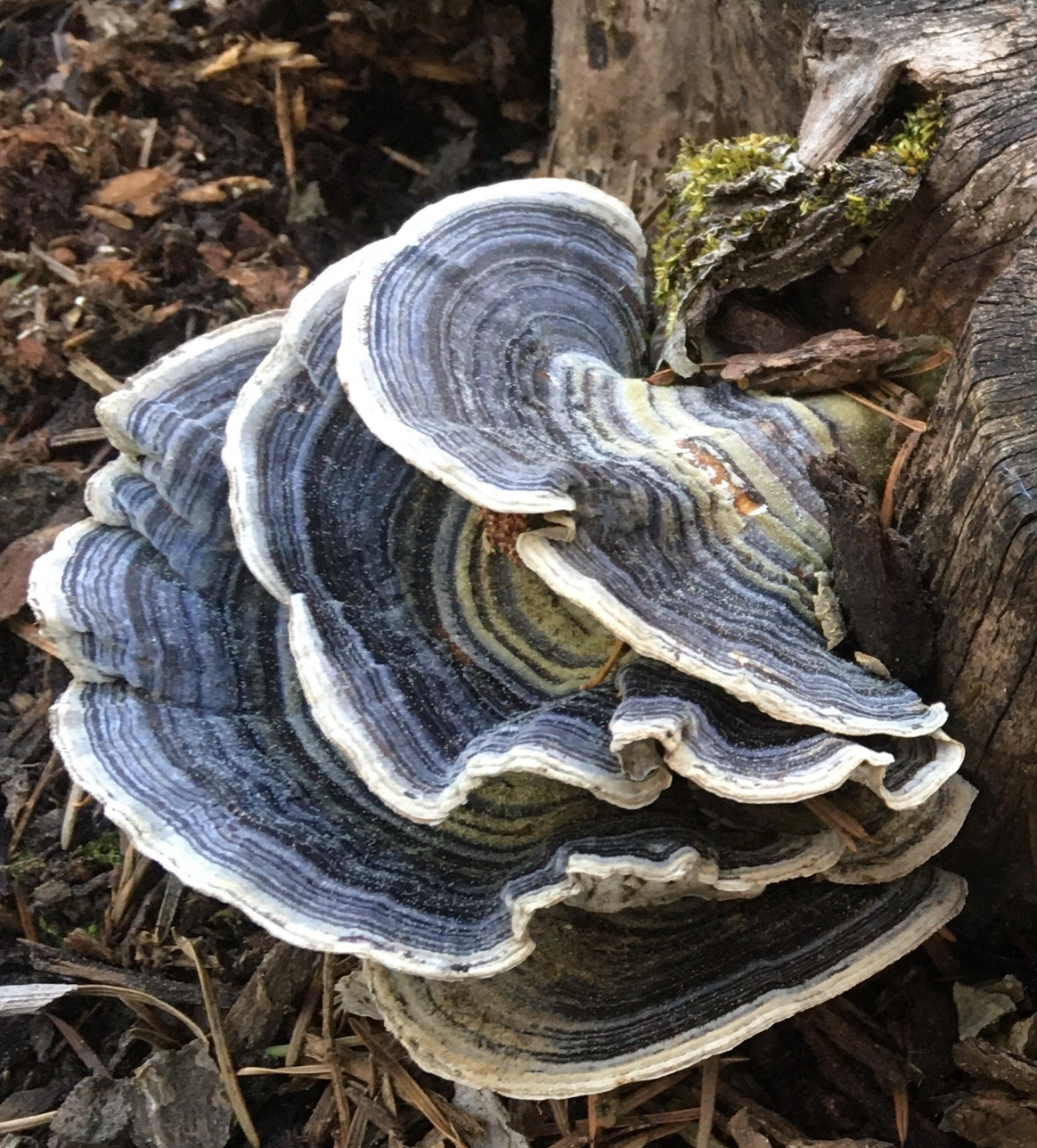 COLA DE PAVO (CORIOLUS VERSICOLOR)
