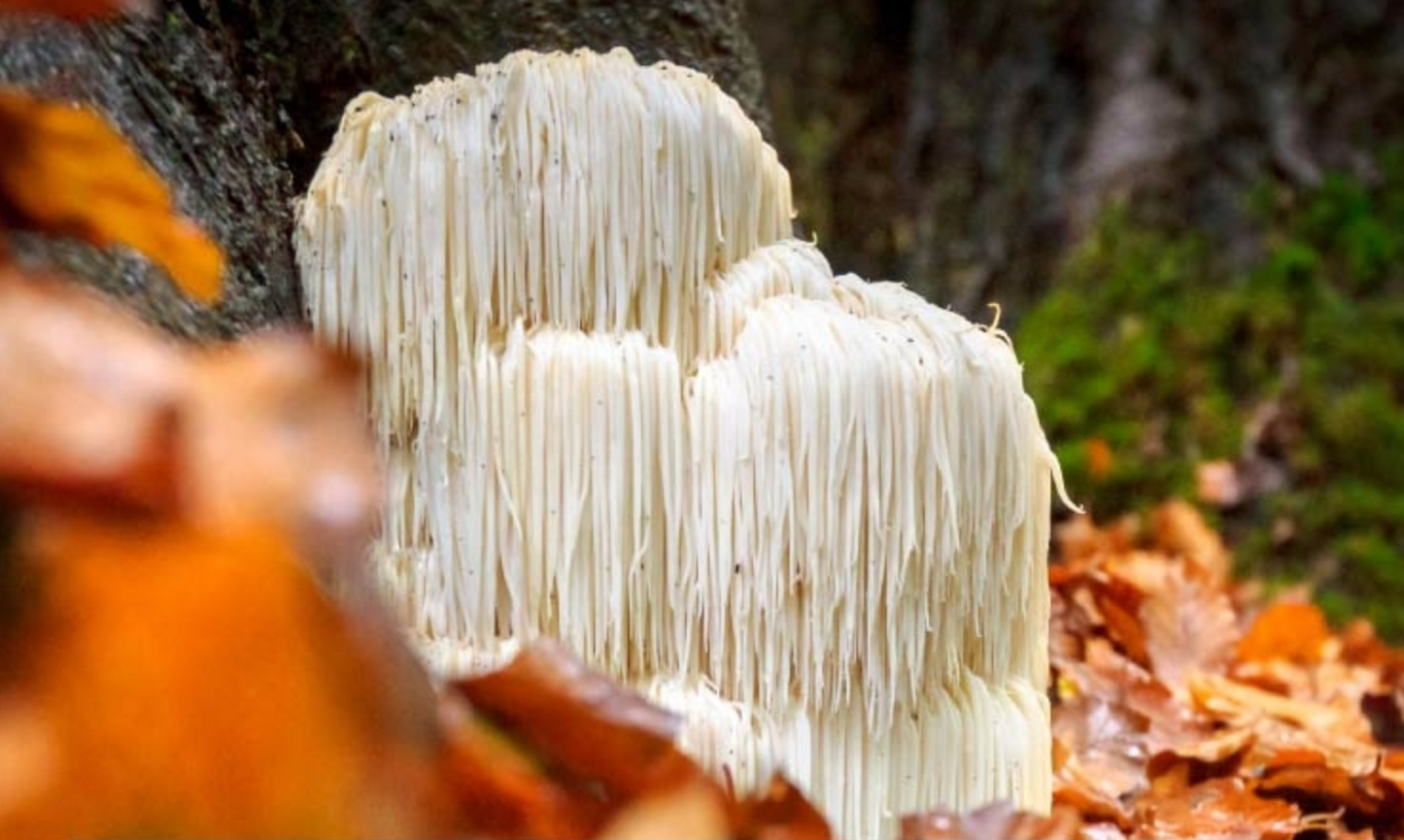 MELENA DE LEÓN HERICIUM ERINACEUS