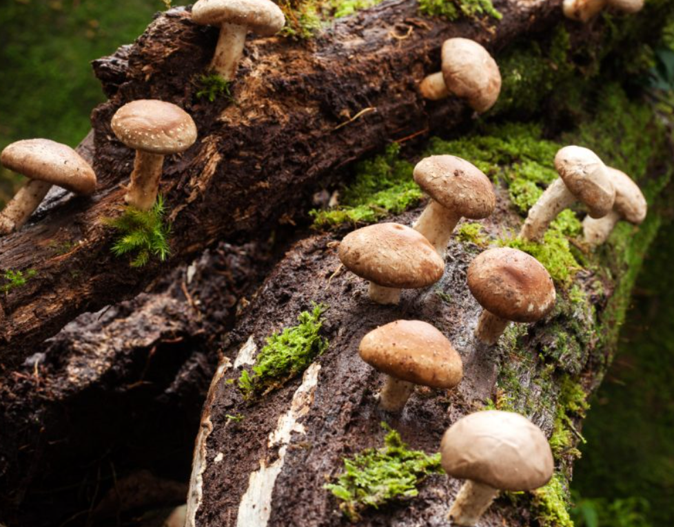 SHIITAKE LENTINULA EDODES