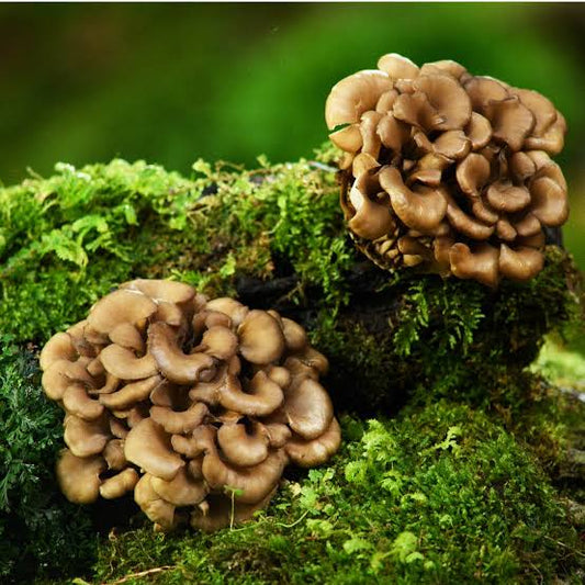 Maitake: El hongo que equilibra cuerpo y metabolismo