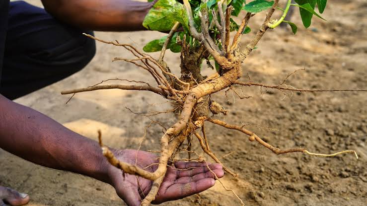 Ashwagandha: Calma, energía y balance desde la raíz