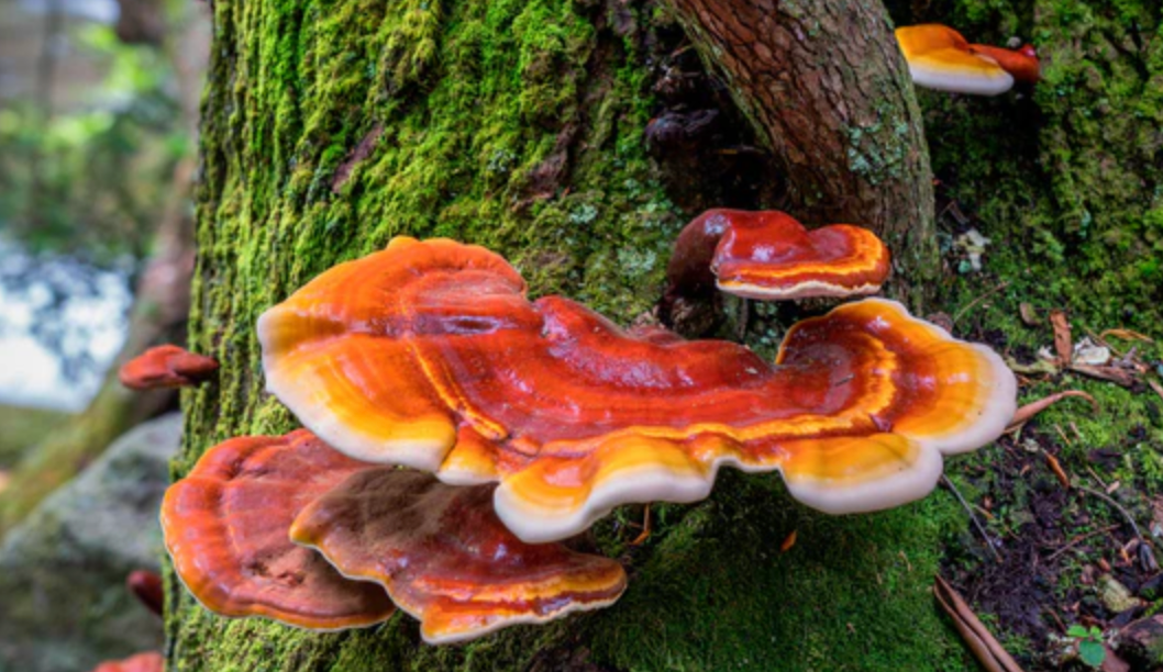 Reishi: El hongo de la calma y la longevidad