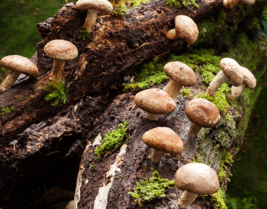 Shiitake: El hongo sabroso que también cura